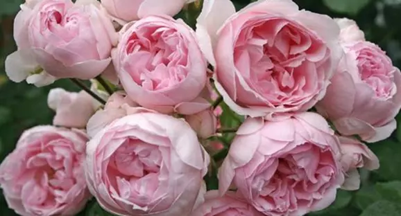 Саженцы морозостойких роз. ШОК-цена 140 руб. Развоз в апреле